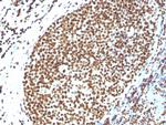 Histone H1 (Pan Nuclear Marker) Antibody in Immunohistochemistry (Paraffin) (IHC (P))