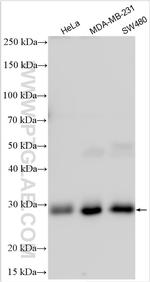 ULBP3 Antibody in Western Blot (WB)