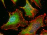 PPP1CC Antibody in Immunocytochemistry (ICC/IF)