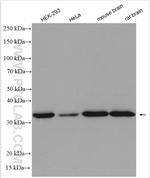 PPP1CC Antibody in Western Blot (WB)