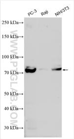 CUL2 Antibody in Western Blot (WB)