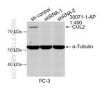 CUL2 Antibody in Western Blot (WB)