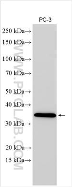 TSPAN13 Antibody in Western Blot (WB)
