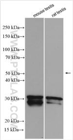 SYCP3 Antibody in Western Blot (WB)