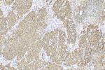 FUCA2 Antibody in Immunohistochemistry (Paraffin) (IHC (P))