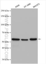 PTRF Antibody in Western Blot (WB)