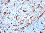 Annexin A1 Recombinant Rabbit Monoclonal Antibody (ANXA1, 3869R)