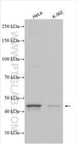 GPR151 Antibody in Western Blot (WB)