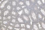 POGZ Antibody in Immunohistochemistry (Paraffin) (IHC (P))