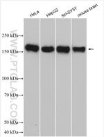POGZ Antibody in Western Blot (WB)