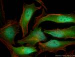 C5orf51 Antibody in Immunocytochemistry (ICC/IF)