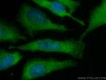 C5orf51 Antibody in Immunocytochemistry (ICC/IF)