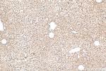 C5orf51 Antibody in Immunohistochemistry (Paraffin) (IHC (P))