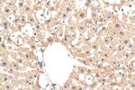 C5orf51 Antibody in Immunohistochemistry (Paraffin) (IHC (P))