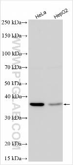 C5orf51 Antibody in Western Blot (WB)