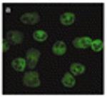 FPR1/2 Antibody in Immunocytochemistry (ICC/IF)