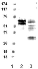 FPR1/2 Antibody in Western Blot (WB)