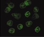 FPR1 Antibody in Immunocytochemistry (ICC/IF)