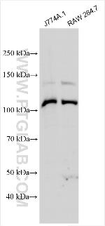 Nlrp3 Antibody in Western Blot (WB)