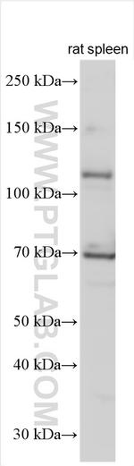 Nlrp3 Antibody in Western Blot (WB)