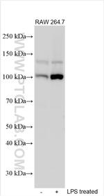 Nlrp3 Antibody in Western Blot (WB)