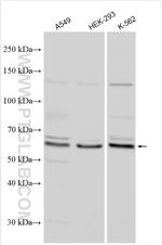 TTC21B Antibody in Western Blot (WB)