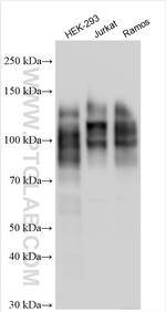 NFATC1 Antibody in Western Blot (WB)