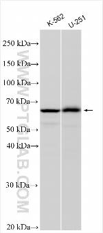 KNOP1 Antibody in Western Blot (WB)