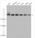 RIF1 Antibody in Western Blot (WB)