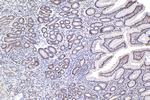 SMAD3 Antibody in Immunohistochemistry (Paraffin) (IHC (P))