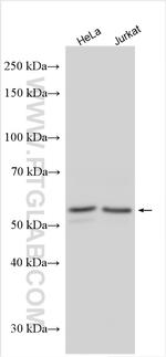 SMAD3 Antibody in Western Blot (WB)