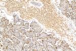 C4orf26 Antibody in Immunohistochemistry (Paraffin) (IHC (P))