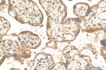C4orf26 Antibody in Immunohistochemistry (Paraffin) (IHC (P))