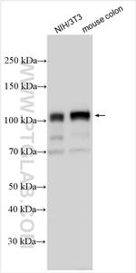 FILIP1L Antibody in Western Blot (WB)