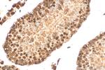 PELP1 Antibody in Immunohistochemistry (Paraffin) (IHC (P))