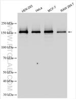PELP1 Antibody in Western Blot (WB)