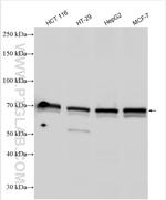 CETP Antibody in Western Blot (WB)