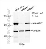 KIAA1797 Antibody in Western Blot (WB)