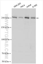 KIF13B Antibody in Western Blot (WB)