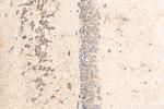 LPHN1 Antibody in Immunohistochemistry (Paraffin) (IHC (P))