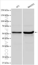Mlkl Antibody in Western Blot (WB)