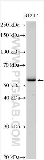 GGT5 Antibody in Western Blot (WB)