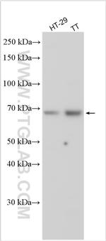 ISM1 Antibody in Western Blot (WB)