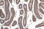 LRRC50 Antibody in Immunohistochemistry (Paraffin) (IHC (P))