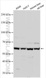LACE1 Antibody in Western Blot (WB)