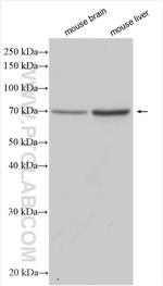 NUP85 Antibody in Western Blot (WB)