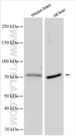NUP85 Antibody in Western Blot (WB)
