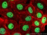 IPMK Antibody in Immunocytochemistry (ICC/IF)