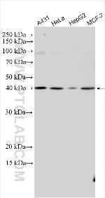 IPMK Antibody in Western Blot (WB)