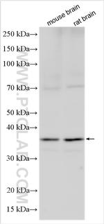 FBXO44 Antibody in Western Blot (WB)
